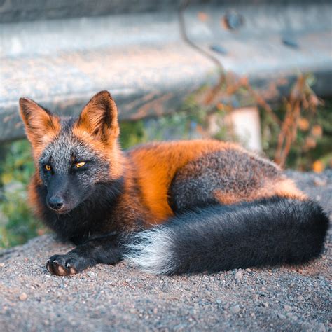 A Photographer Earns The Trust Of A One Of A Kind Orange And Black Fox