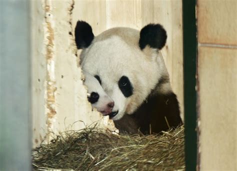 Látható Már Bécsben A Pandabocs Hetedhétország