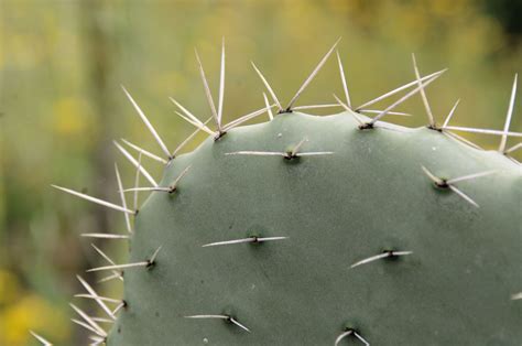 Close Up Of Cactus Thorns Free Stock Photo Public Domain Pictures