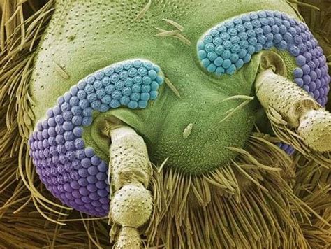 Mosquito Microphotograph Color Close Up Highly Magnified Image