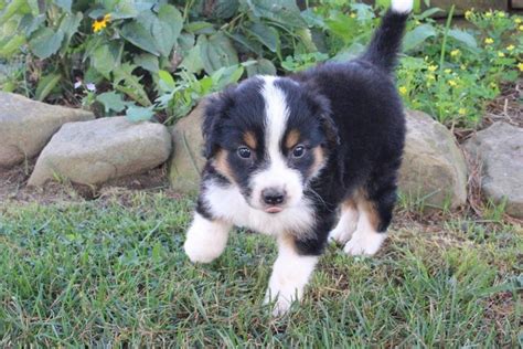 These guys are so adaptable. English Shepherd Puppies For Sale | Canton, OH #152847