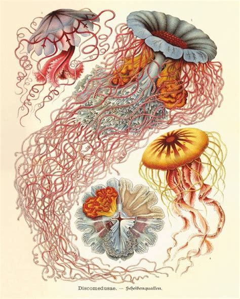 Jellyfish Art Print Vintage Prints Old Prints Nautical Art