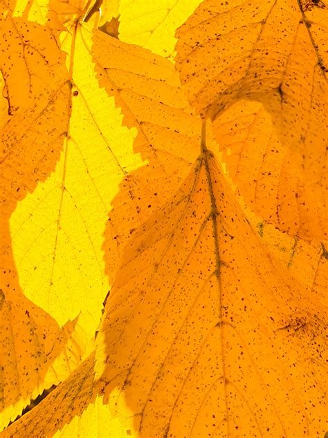 Yellow Leaves Background Free Stock Photo Public Domain Pictures