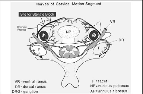 A Schematic Diagram Cross Sectional View Of The Cervical Spine