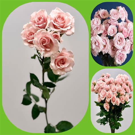 Pink Majolica Garden And Scented Spray Roses Aisha Flowers