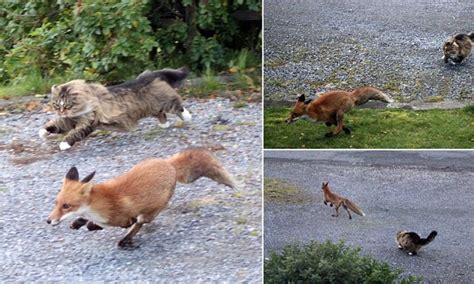 Outfoxed Fearless Forest Cat Turns Guard Dog As He Chases Rival Fox