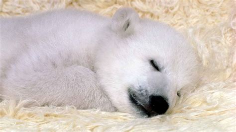 Car Tuning Baby Polar Bears Cute Polar Bear Bear Stuffed Animal