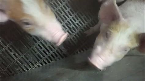 Pig Farm Feeding Piglets Youtube