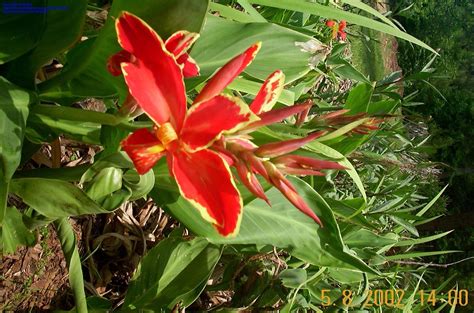 Plantfiles Pictures Canna Lily Lucifer Canna X Generalis By Macsuibhne