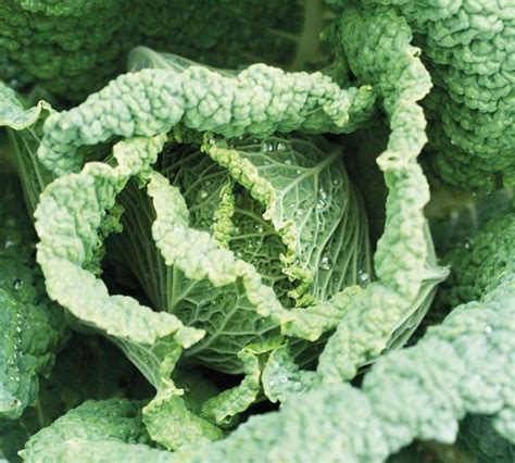 Hundreds of quick and easy recipes created by annabel and her online community. Annabel Langbein Stir-Fry Cabbage with Sesame Seeds Recipe ...