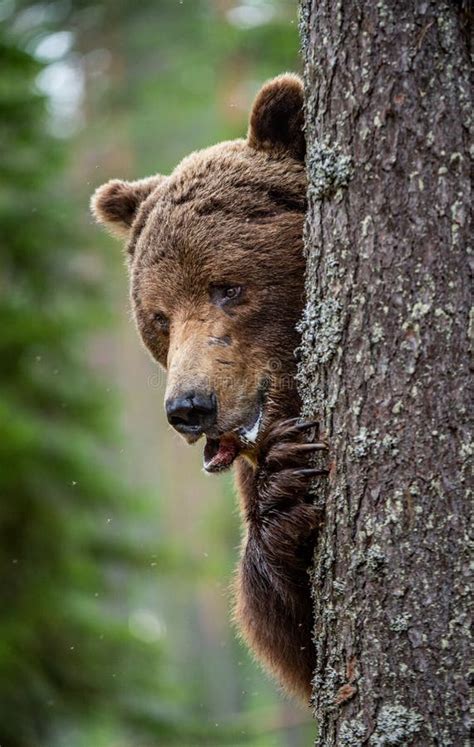 The Bear Is Hiding Behind A Tree Close Up Portrait Stock Image Image