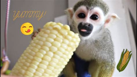 Baby Squirrel Monkey Pet Eats Yummy Giant Sweet Corn First Time Fun