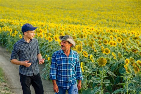 Two Farmers Son And Father Walk Near The Sunflower Field And I Talk