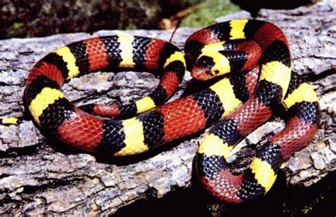 The Coral Snake The Most Deadly Snake In The United States Hubpages