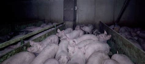 95 Des Cochons Sont élevés En Système Intensif Éthique Et Animaux