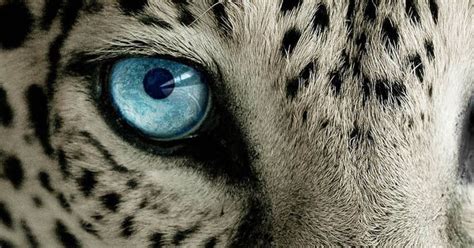 Snow Leopard Blue Eye Best Htc One Wallpapers Places To Visit