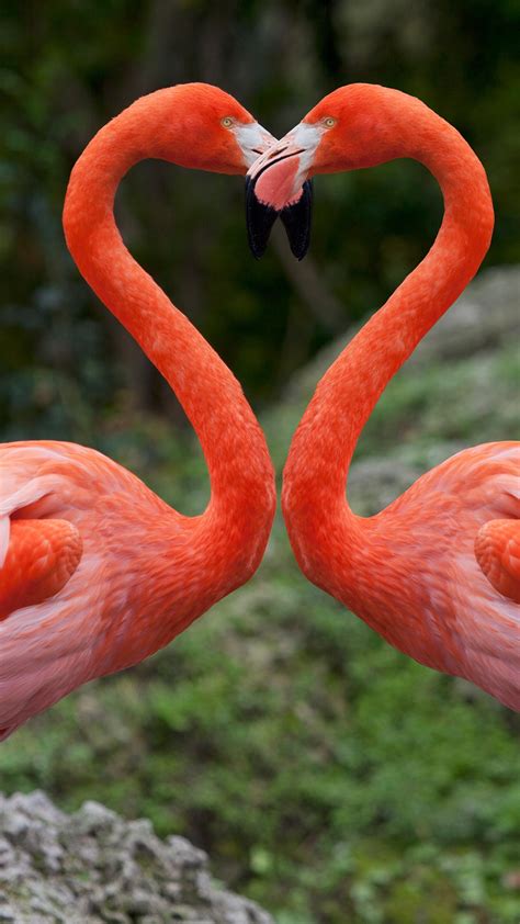 Flamingo las vegas hotel and casino is the strip's original home of cool, forever fabulous with a central location. Pink flamingos with heart shaped necks, Miami, Florida ...