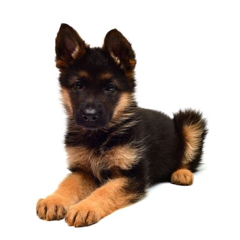 The Dwarf German Shepherd Explained German Shepherd Dog Hq