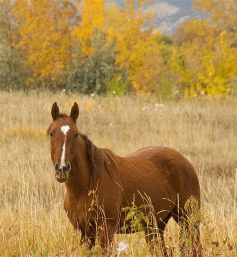 Beautiful Chestnut Horse Photograph By James Bo Insogna Pixels