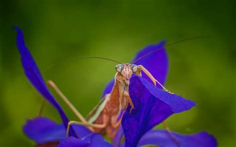 110 Praying Mantis Hd Wallpapers And Backgrounds