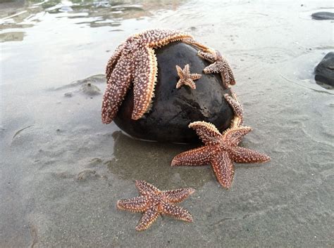 Ocean Creatures Starfish Ocean Animals
