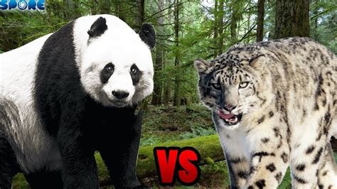 Giant Panda Vs Snow Leopard Spore Youtube