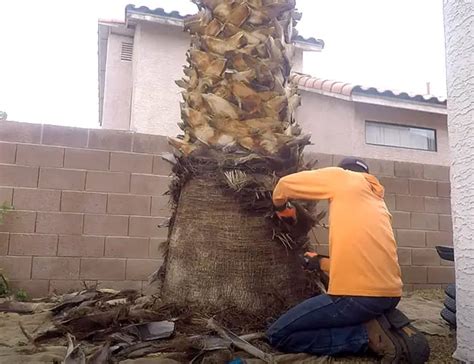 Expert Advice How To Prune A Palm Tree With Pictures