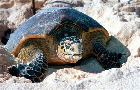 Critically Endangered Hawksbill Turtle Makes Way To Jebel Ali Wetland