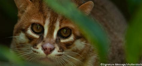 Le Chat à Tête Plate Petit Félin Menacé En Asie Du Sud Est