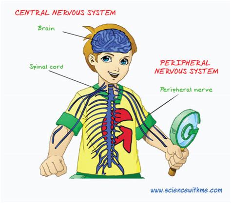 It is the part of the nervous system that integrates the information that it receives from, and coordinates the activity of, all parts of the bodies of bilaterian animals—that is, all multicellular animals except radially symmetric animals such as sponges and jellyfish. human nervous system Archives - Easy Science For Kids