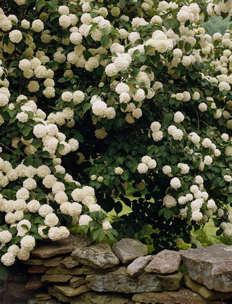 Large Flowering Shrubs Zone 4 25 Bushes With White Flowers White
