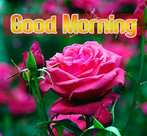 Flower Good Morning Images Hindi New 249 Guru Gobind Singh Ji Images