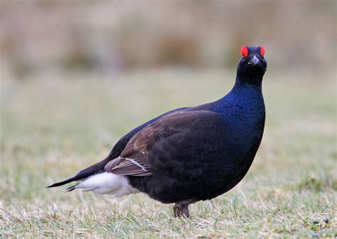 Black Grouse Capercaillie Red Grouse And Ptarmigan Photo Id Guide