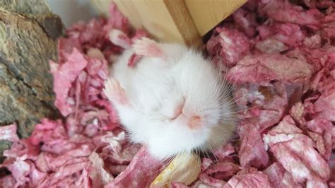 Cute Sleepwalking Baby Roborovski Hamster Jiju Hamster Youtube