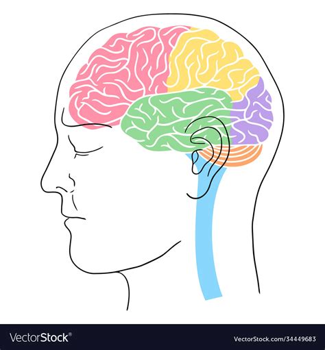 Human Head Outline With Brain Royalty Free Vector Image