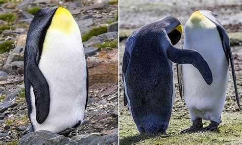 When i installed the dpf filter (did it myself last week) i still had a check engine light from the last filter so i went to rush truck center so they could take it off. South Georgia Islands penguin appears to be walking around ...