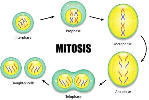 5 Stages Of Mitosis Diagram