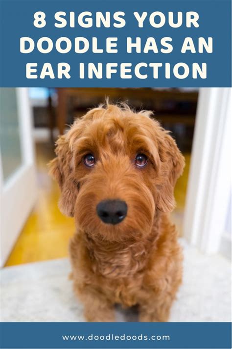 Dog Ear Infection In Doodles Symptoms Treatments And Prevention Artofit