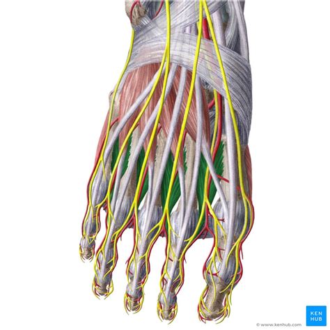 Foot Interossei Muscles Mri Anatomy Of The Upper Limb Interossei And