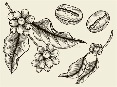 Coffee Plant Branch With Leaf Stock Vector Illustration Of Closeup