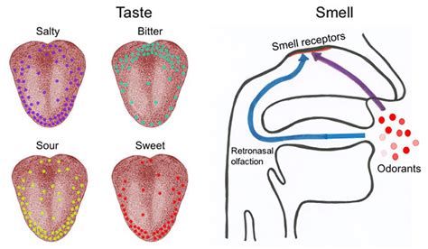 Battle Of The Senses Taste Versus Smell Science Project