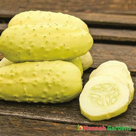 25 Seeds Organic Boothbys Blonde Cucumber Seeds Heirloom White