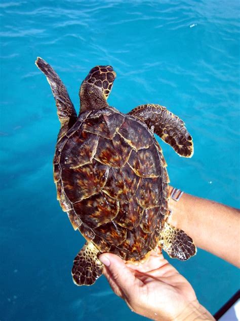 Local Species Bermuda Turtle Project