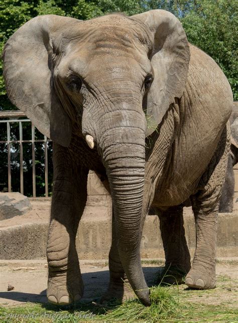 Afrikanischer Elefant Foto And Bild Tiere Zoo Wildpark And Falknerei