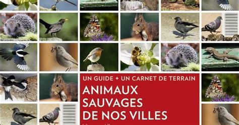 Animalia Animaux Sauvages De Nos Villes De Vincent Albouy