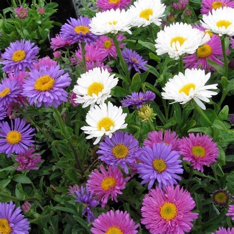 Aster Seeds Aster Alpinus Mix Flower Seed