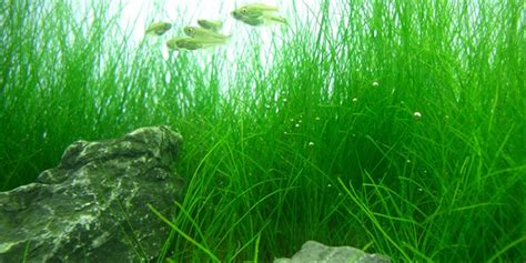 Dwarf hairgrass looks a lot like grass you would see in someone's yard (just a bit more stringy). Jual bibit benih tanaman air mini Hair Grass hairgrass ...