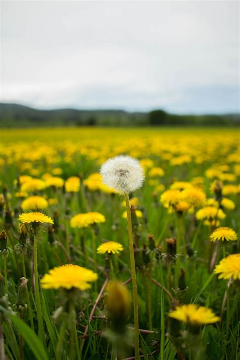 White And Yellow Flower Field During Daytime Photo Free Plant Image