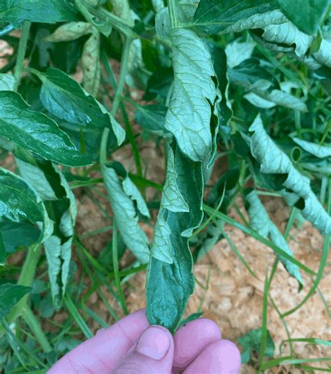 8 Reasons For Tomato Leaves Curling Up In Your Garden