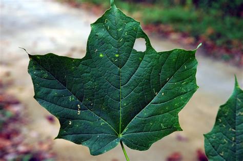 Field Biology In Southeastern Ohio Maples Of Ohio